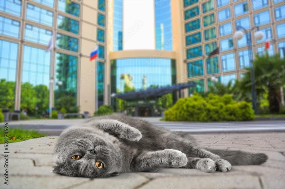 Beautiful cute cat relaxing outdoor