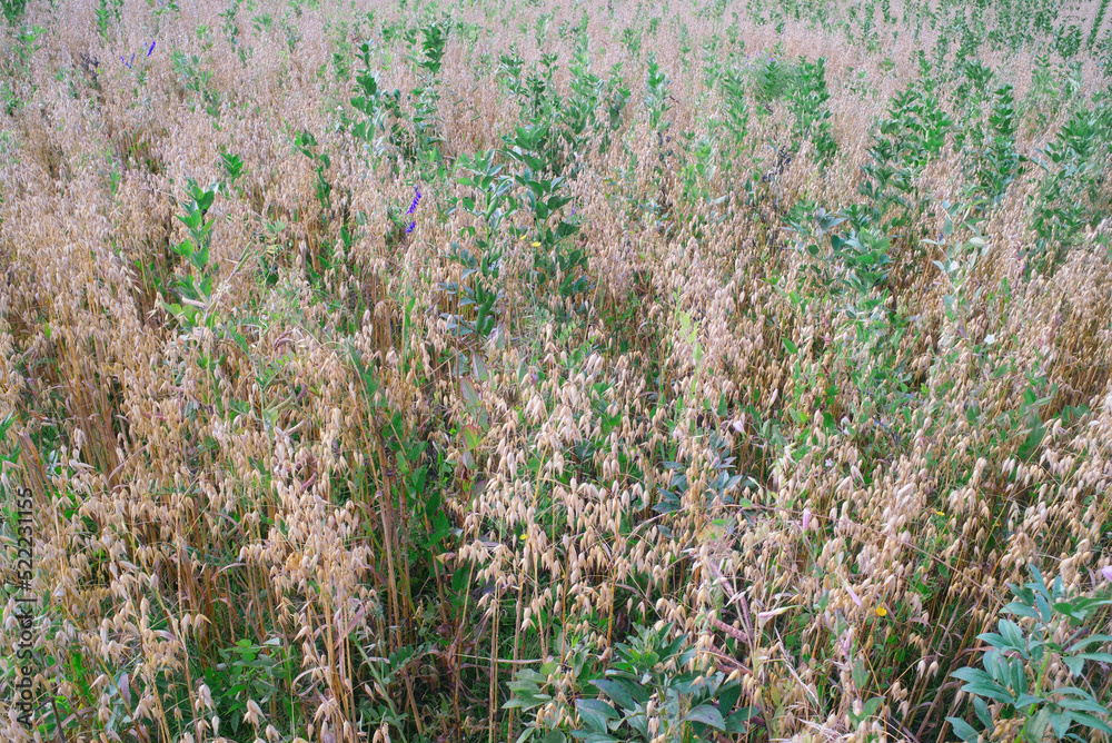  Vetch and oats  in the field