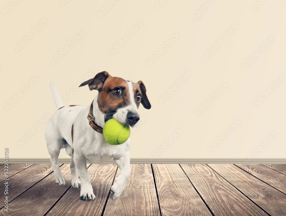 Cute puppy playing with rubber ball at home.