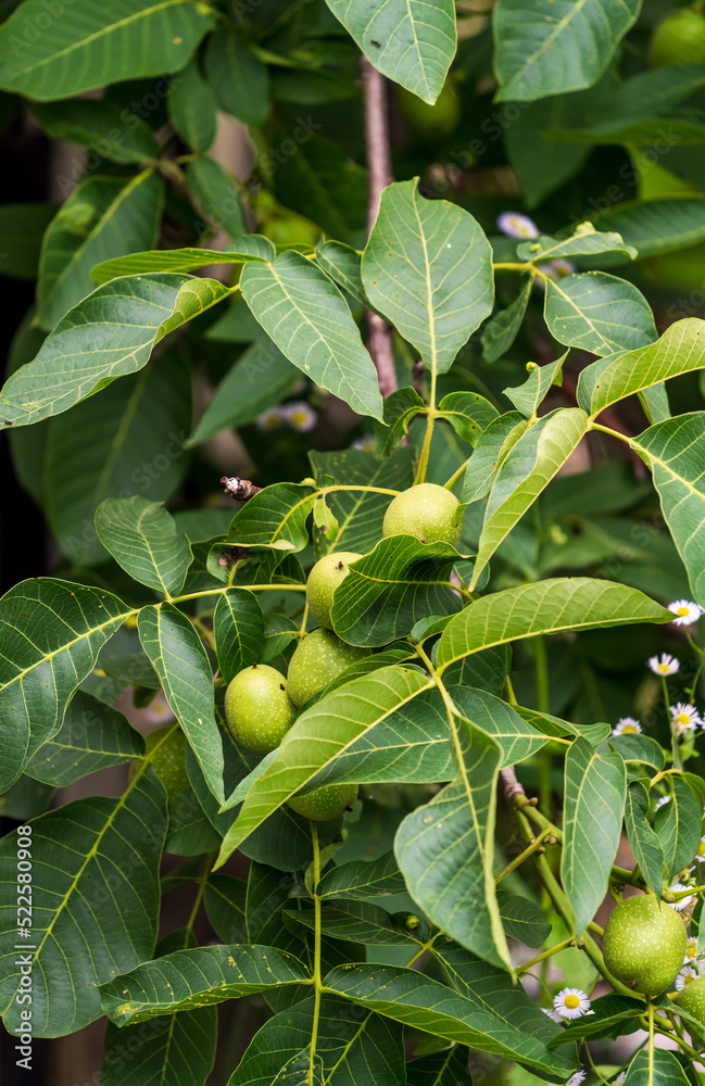 Farming green nuts with leaves on the tree. Fresh organic nut harvesting.