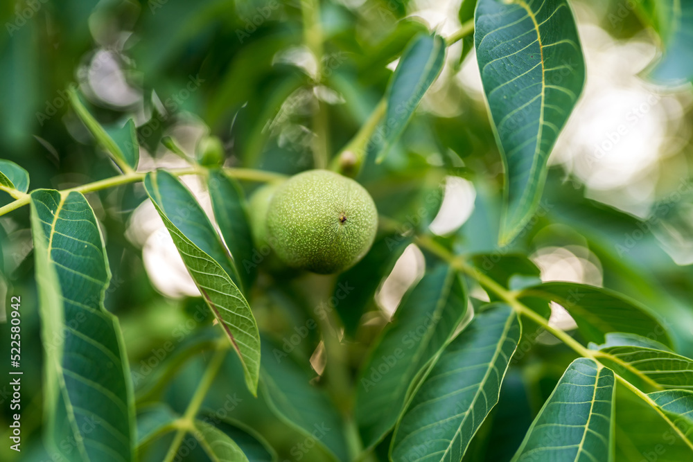 Green summer nuts farming. Organic fresh plant close up.