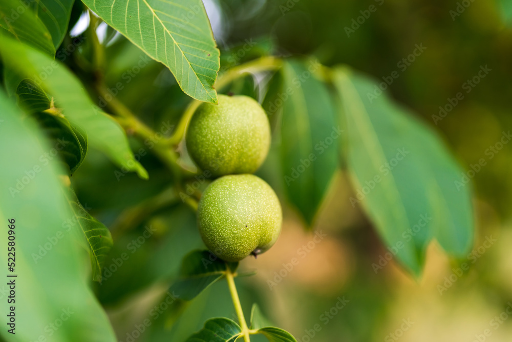 树枝上有机绿色坚果的宏观照片。特写夏季坚果收获。