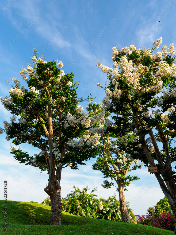 青空と白い百日紅の花