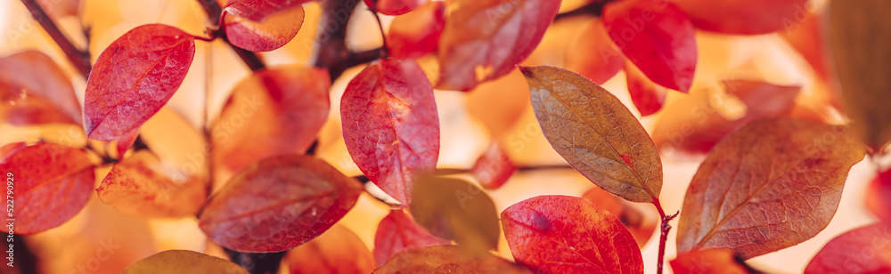 Colourful leaves on the branches in autumnal natural park.