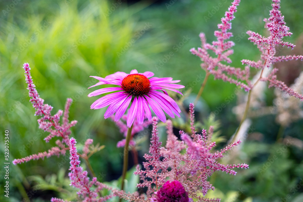 特写哦，紫锥菊