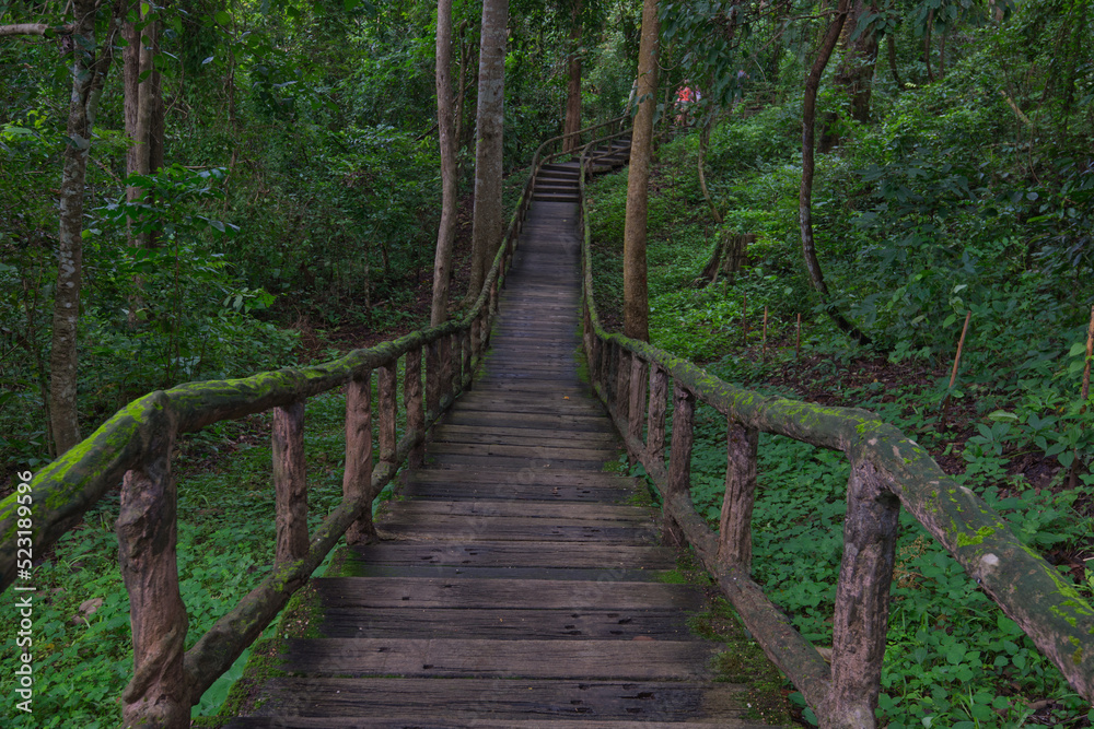 A wooden walkway that covered by  green fern in a forest park