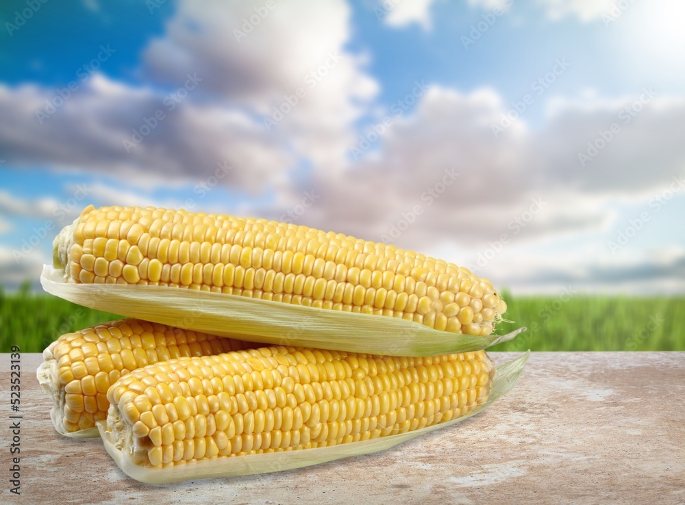 Fresh ripe yellow corn on the desk