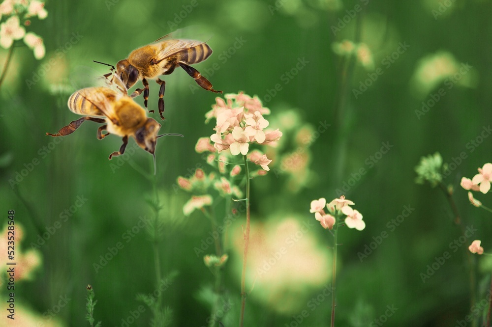 小蜜蜂采集花蜜