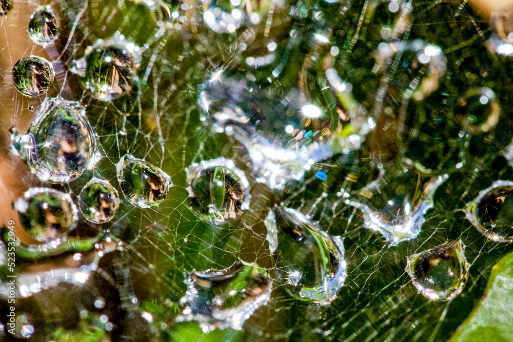 蜘蛛网或雨水中有水滴的蛛网