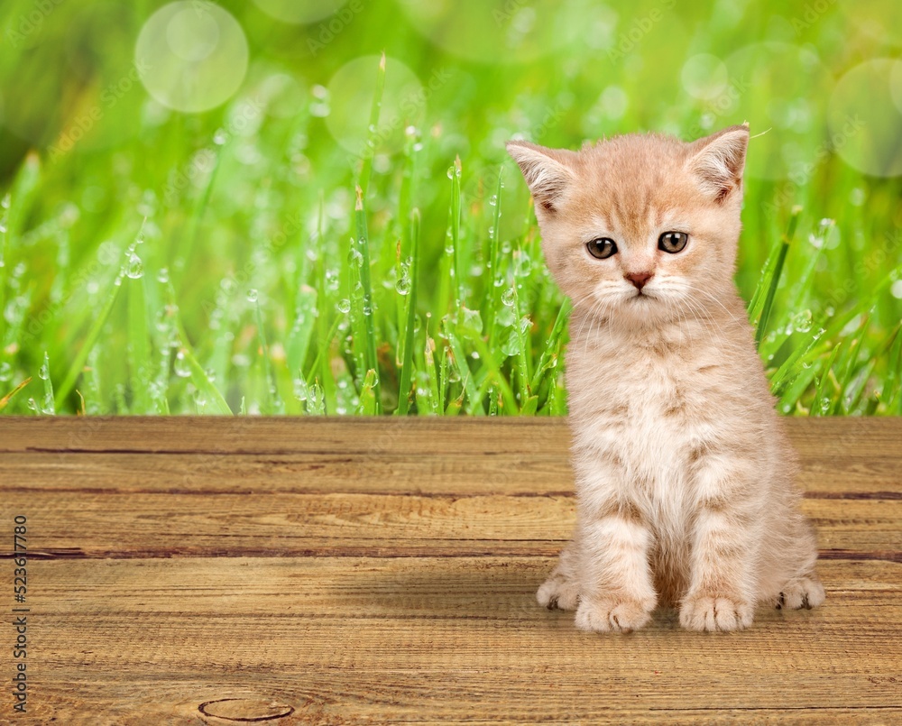 Cute young cat kitten posing on the background.