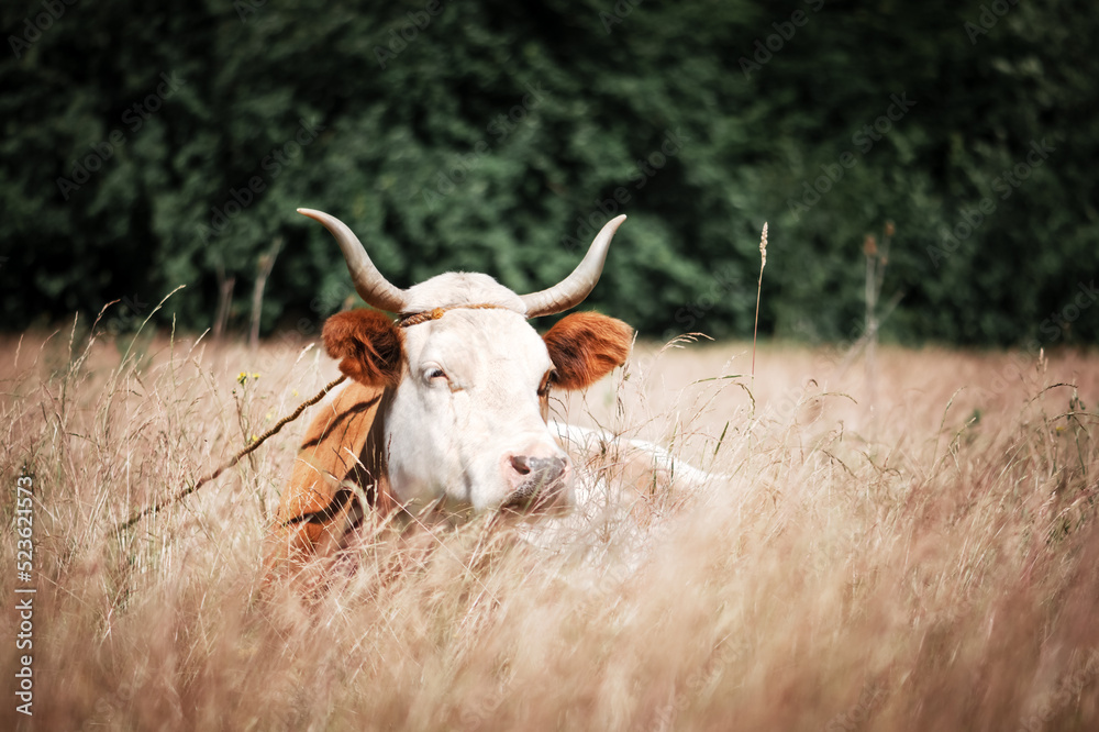 Brown cow layes in grass on autumn meadow. Pasture with yellow grass and forest on background