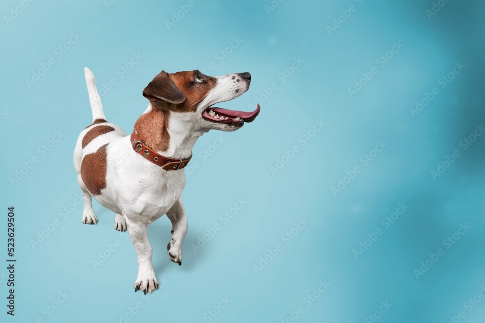 Adorable smart dog smiling sitting and posing. Dog behavior and obedience training