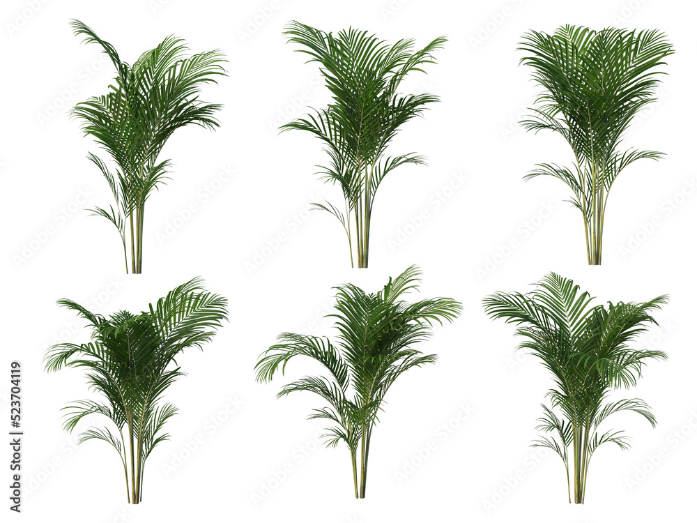 Tropical plants on a transparent background
