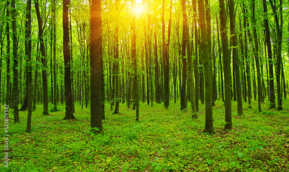 Green forest in spring