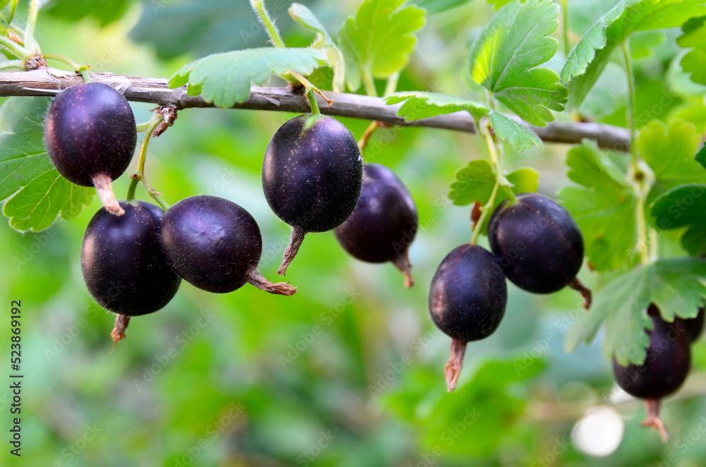 Jostaberry (Ribes × nidigrolaria) hybrid of a black currant and gooseberry in the garden. Branch wit