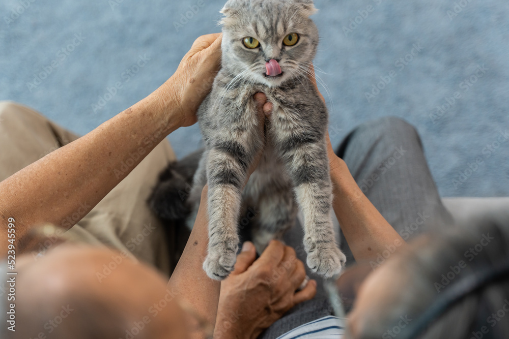 亚洲高级情侣在客厅抚摸家猫玩耍