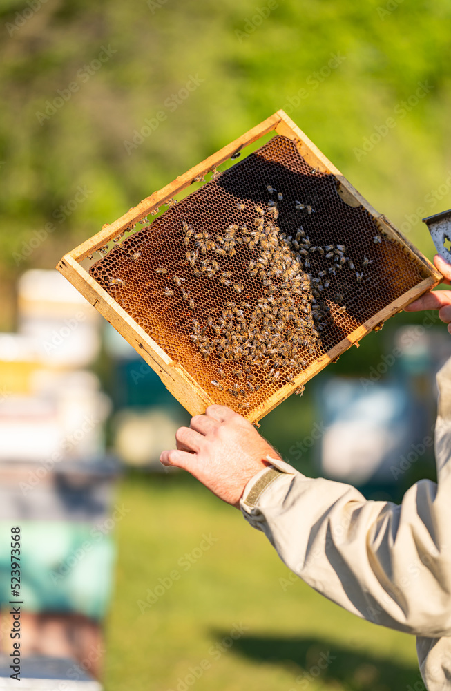 Summer insect organic honey making. Apiary beekeeping wooden frame hives.