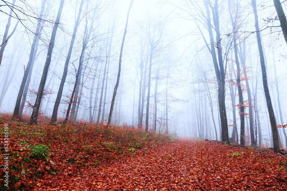 Foggy autumn forest road covered with red leaves.