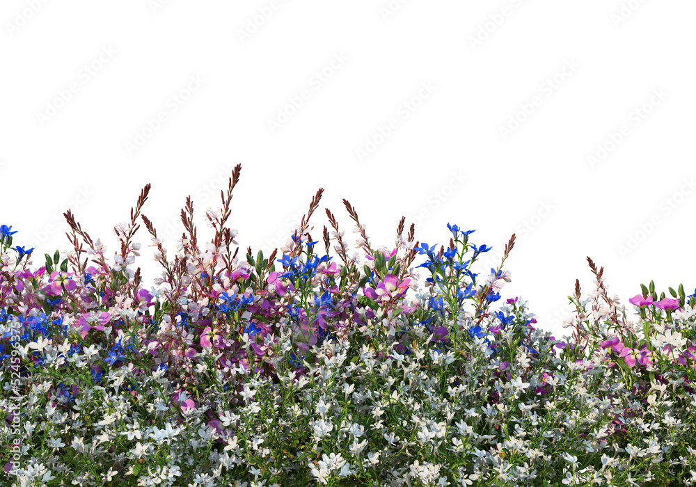 透明背景上的花朵