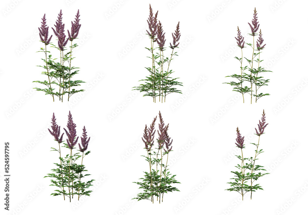 Shrubs and flower on a transparent background
