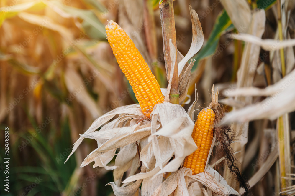 A selective focus picture of corn cob in organic corn field. corn waiting to be harvested..