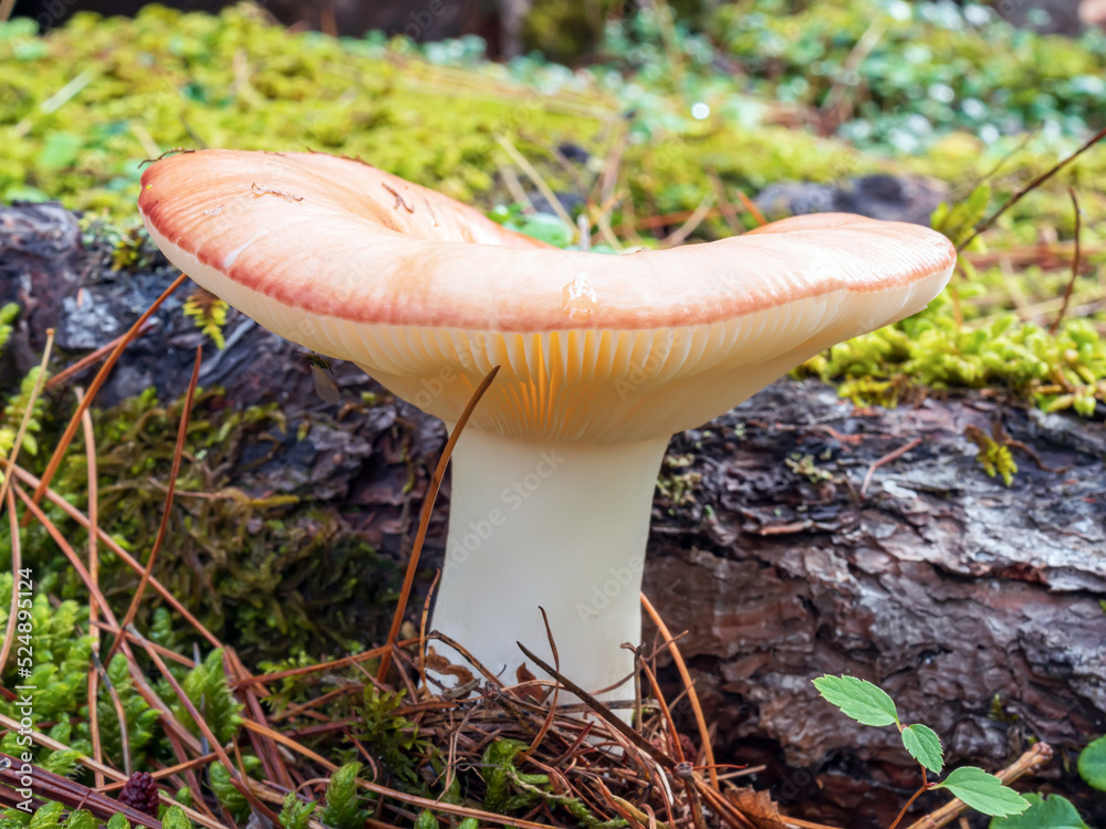 苔藓覆盖的地面上的红菇。微距摄影，特写，选择性聚焦