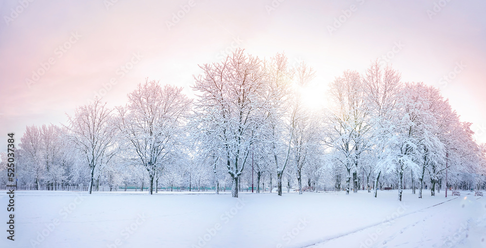 美丽的自然全景，清晨冬季白雪皑皑的城市公园，落叶树覆盖着智慧