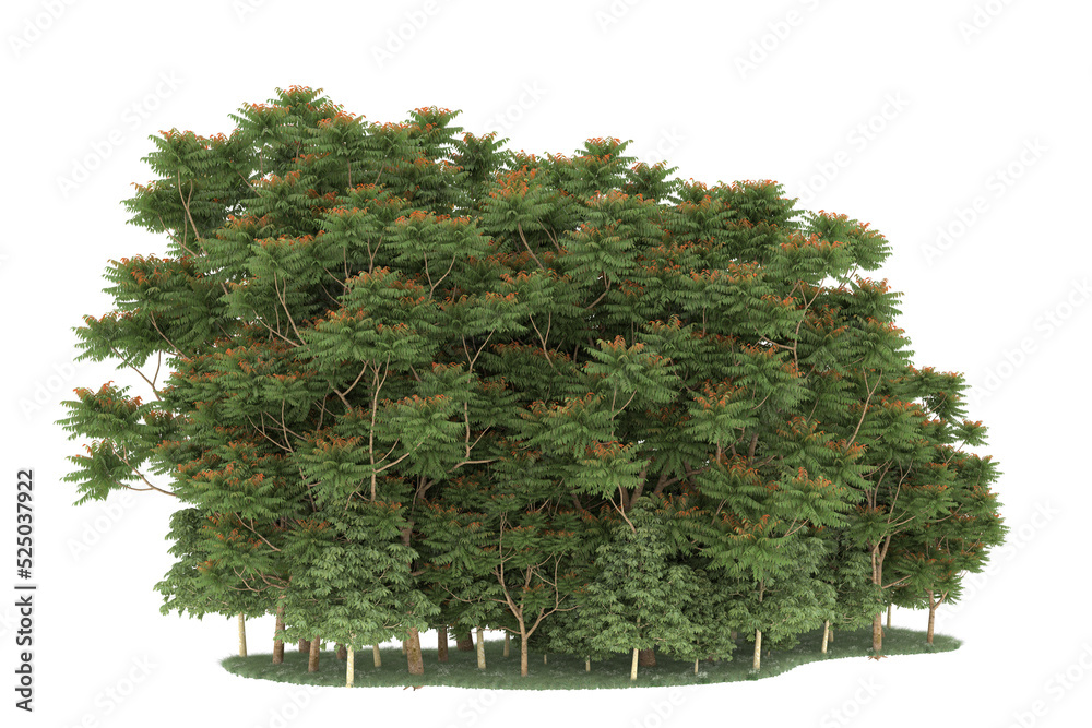 Forest on transparent background. 3d rendering - illustration