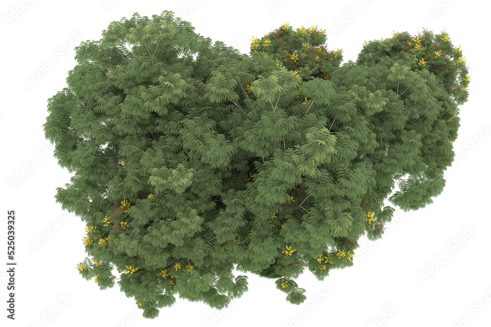 Forest on transparent background. 3d rendering - illustration