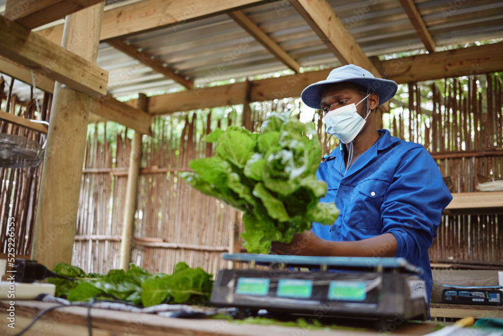 农场、农业和植物，农民在农场里处理新鲜的绿色食品和蔬菜