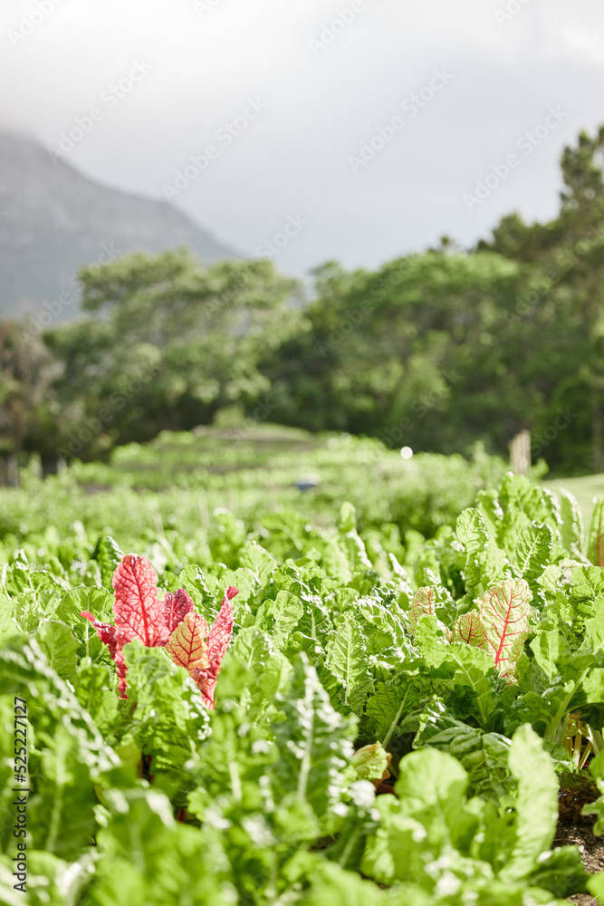 农村的可持续性、农业环境和植物农业，以及增长和自然背景