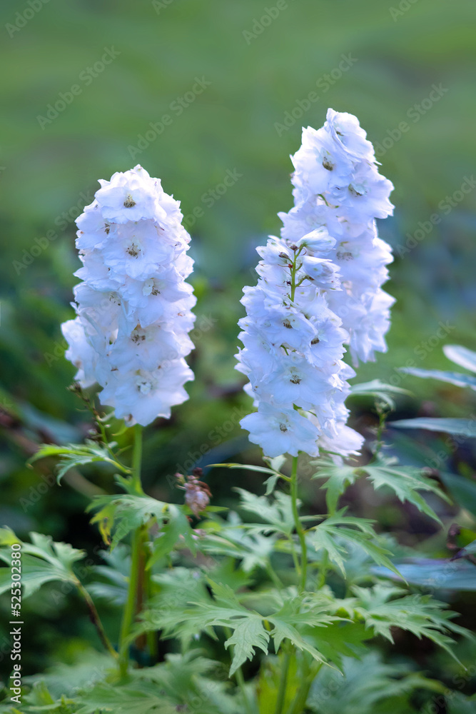 beautiful white delphinium flowers