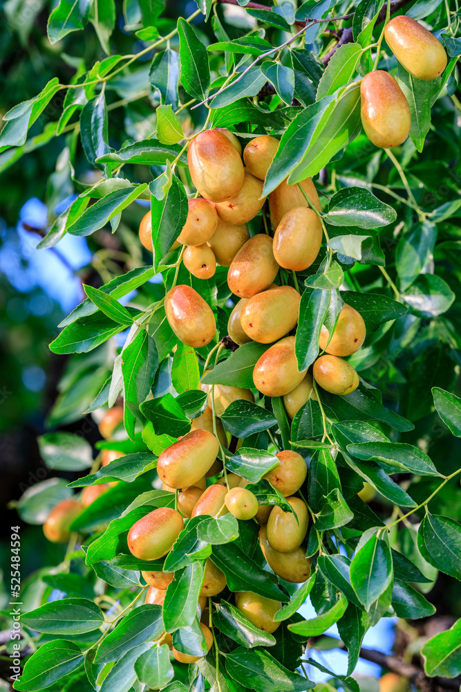 Sweet jujubes grow on jujube tree. Ripe date fruits in autumn season.