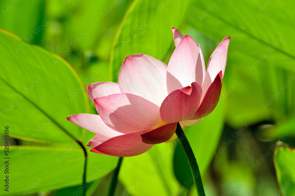 Blossoming lotus flowers