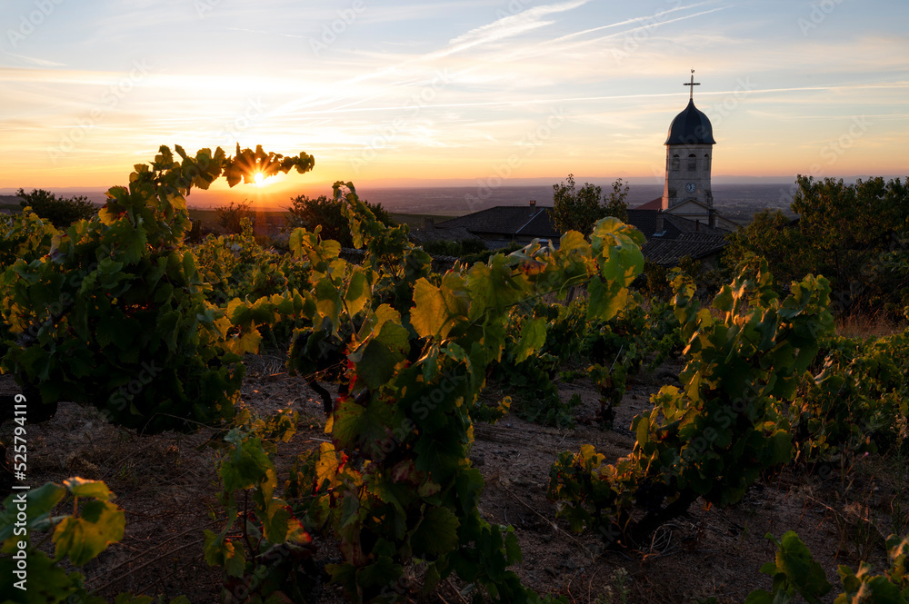 Paysage du Beaujolais au lever du jour autour du village viticole de Chiroubles en été en France dan