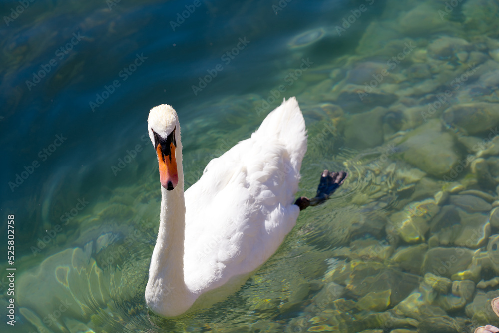 Elegant white swan swimming on River Limmat at City of Zürich on a sunny summer day at City of Züric