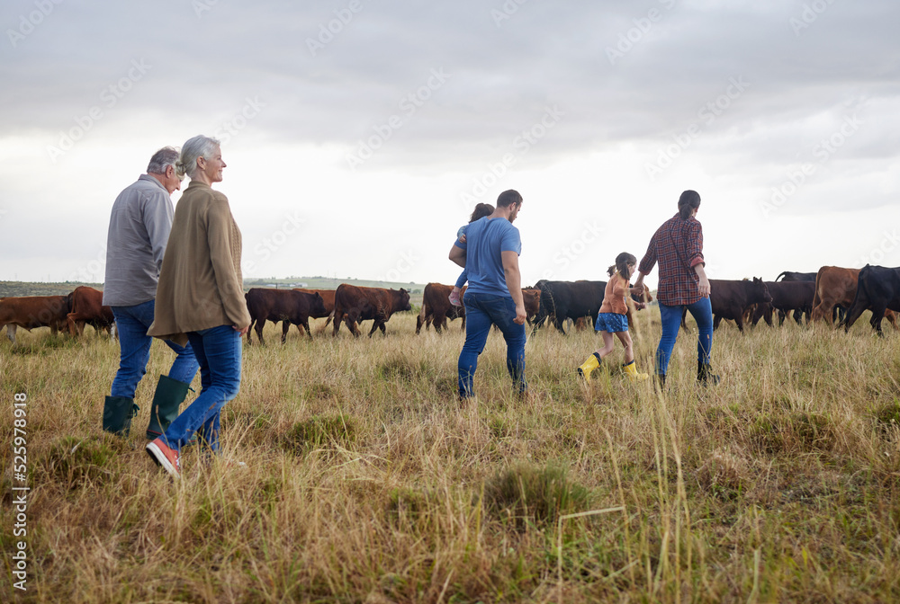 Family together, cattle field and business with people you love. Countryside farmer parents walking 