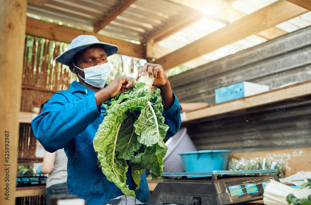 农民在花园里工作和清洁绿色蔬菜作物或超市植物杂货店。Sustainab