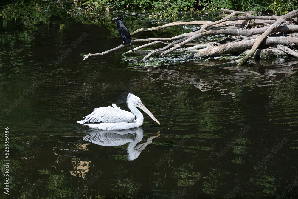 童话故事。达尔马提亚鹈鹕（lat.Pelecanus crispus）在魔法湖上游泳。在你的罐子上方