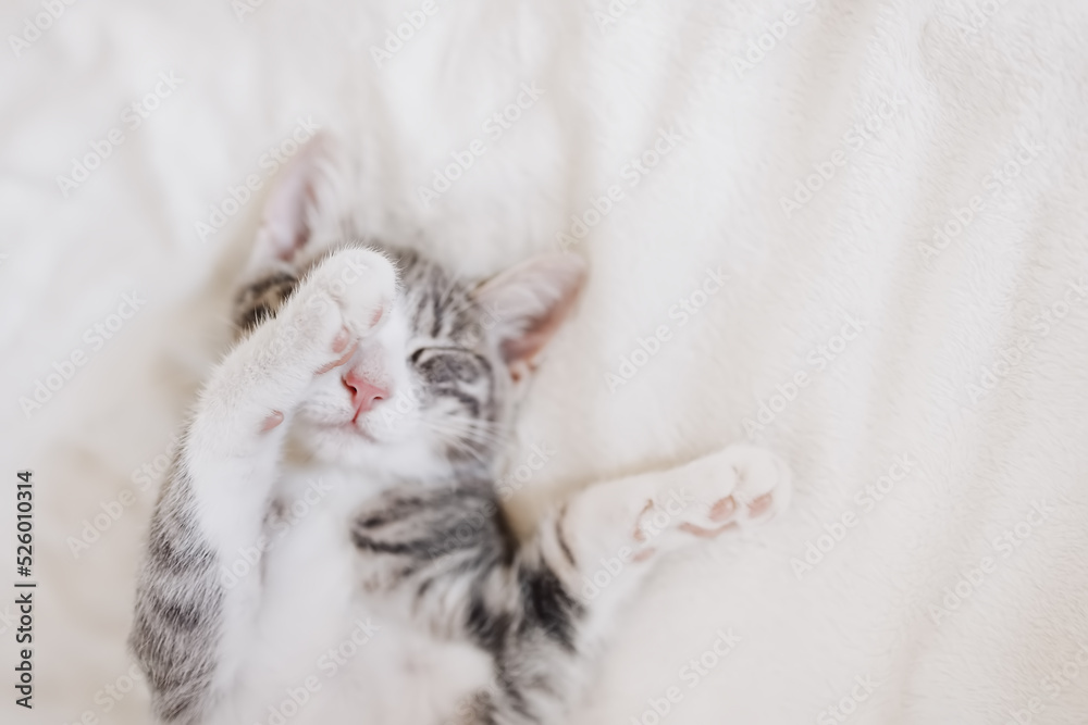 Little gray kitten lying and dreaming indoors