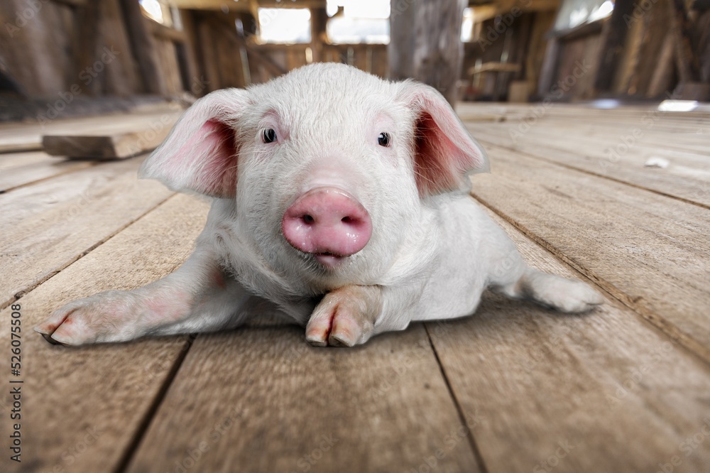 Young pig walking and facing the camera on background