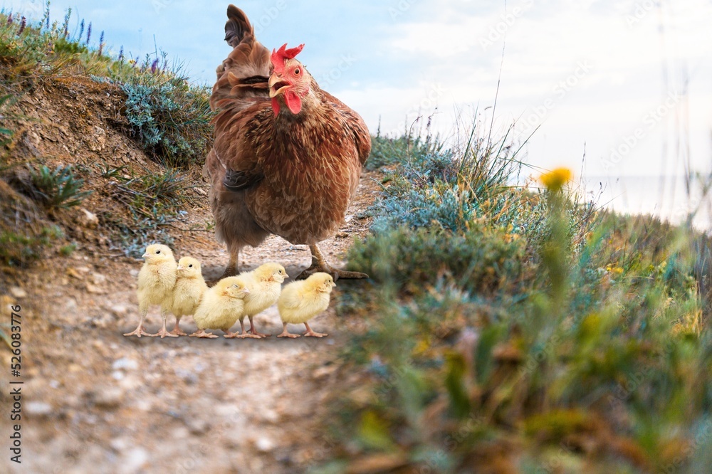 Rural yard. Hen and chickens in a grass in a farm. Free range chickens in a rural yard