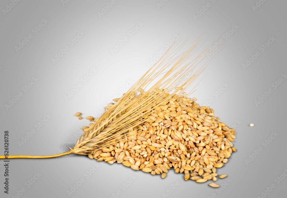 Wheat grain and bundle of wheat spikes. Concept of food supply, vegetarian diet, carbs and nutrients