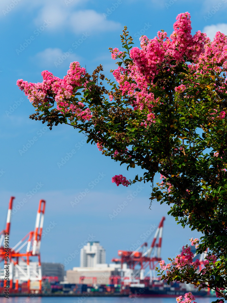 海沿いに咲くサルスベリの花