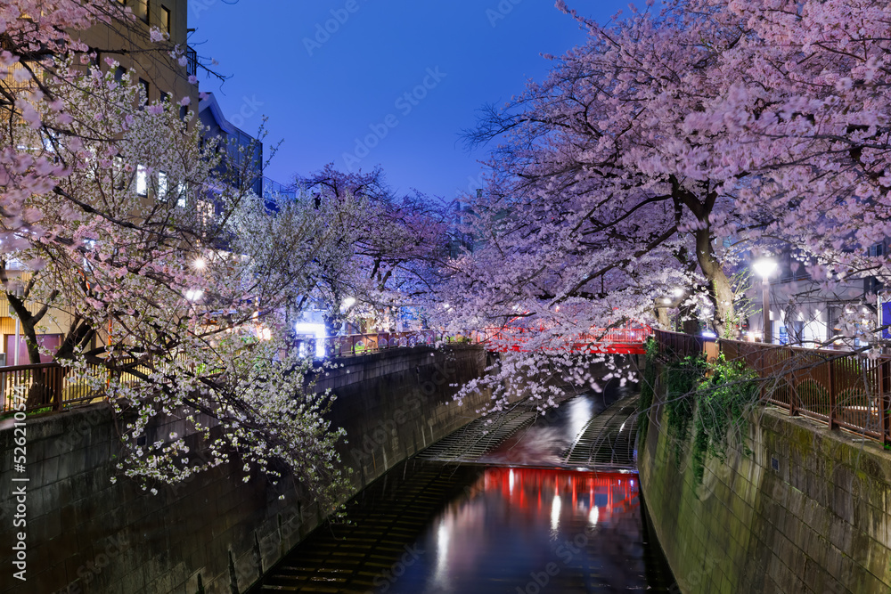 目黒川沿いの満開の夜桜