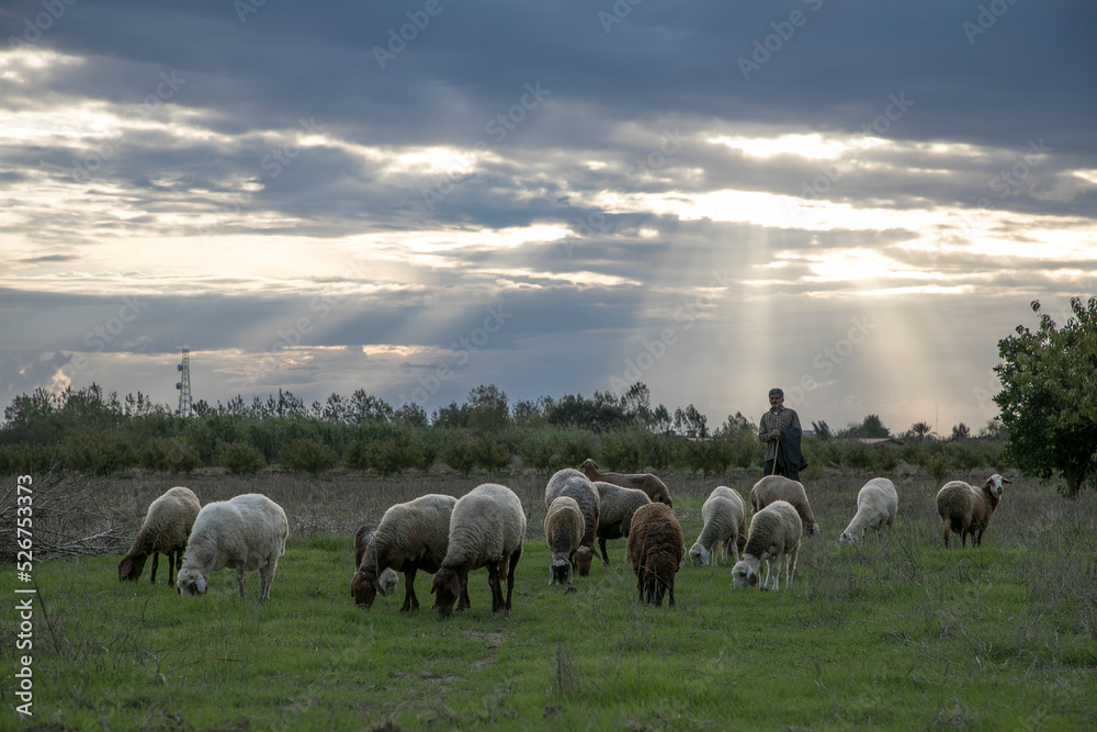 flock of sheep in the field