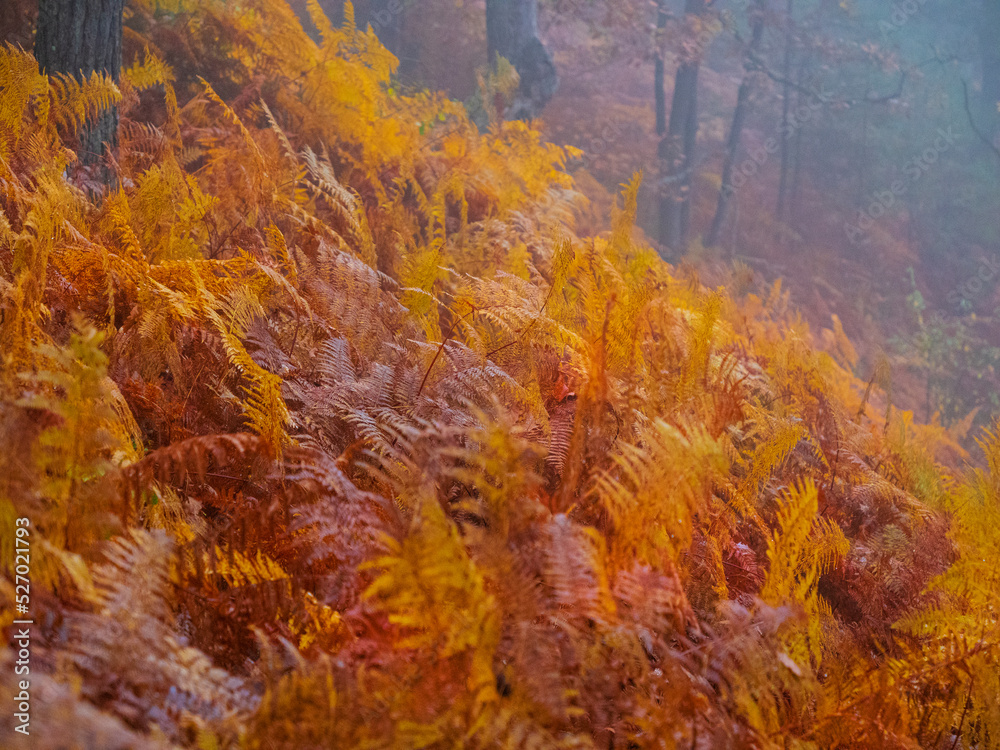 Lush eagle fern leaves colored in golden brown shades in autumn misty forest