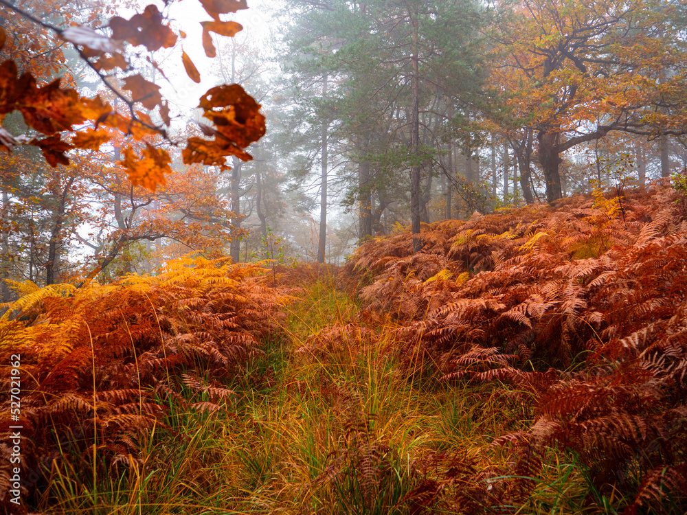 Overgrown forest path surrounded with colorful foliage on a moody autumn day