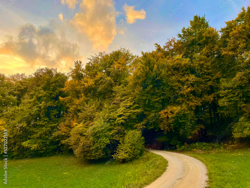 Gravel path leading towards forest in beautiful autumn shades at sunset light