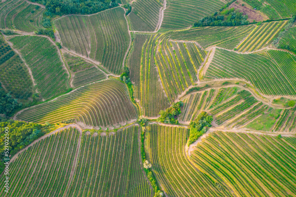 航空：葡萄酒之乡的美景，山坡上有葡萄园